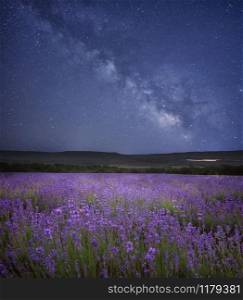 Meadow of lavender at night. Stars and milky way in sky.