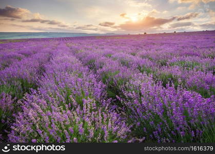 Meadow of lavender at sunrise. Nature composition.