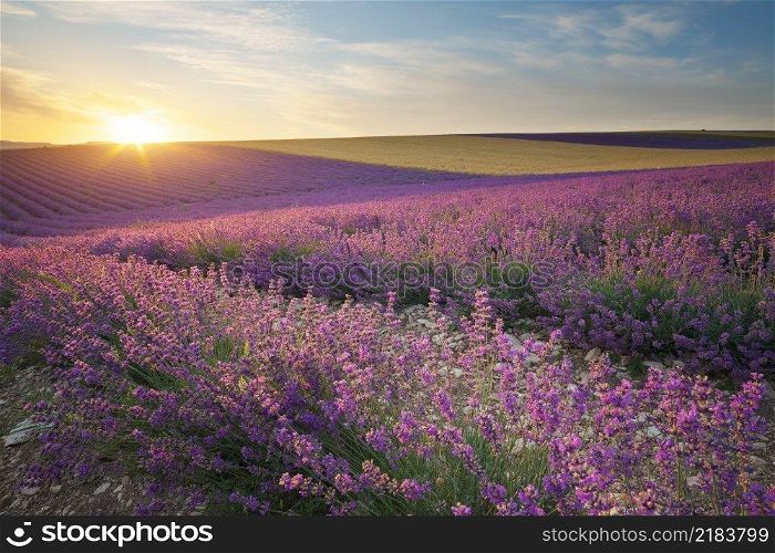 Meadow of lavender at sunse in fog. Nature landscape composition.