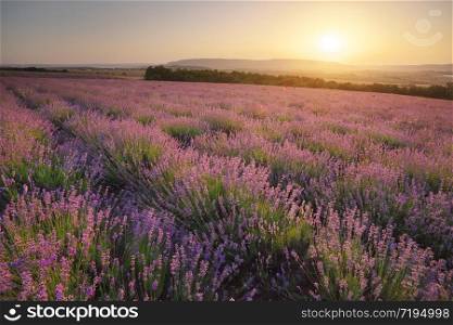 Meadow of lavender at sunse in fog. Nature landscape composition.