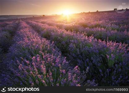 Meadow of lavender at sunset. Nature beautiful landscape composition.