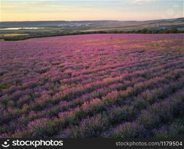 Meadow of lavender at sunset. Nature composition.