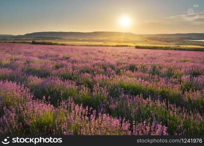 Meadow of lavender at sunset. Nature composition.