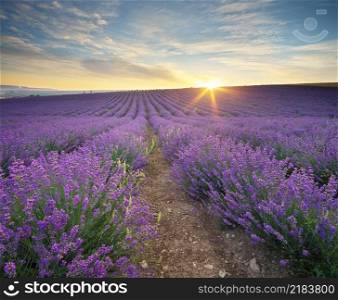 Meadow of lavender at sunset. Nature landscape composition.