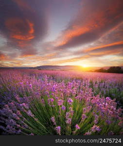 Meadow of lavender. Nature composition.