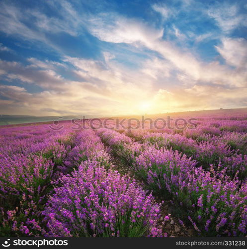 Meadow of lavender. Nature composition.