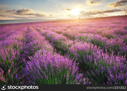 Meadow of lavender. Nature composition.