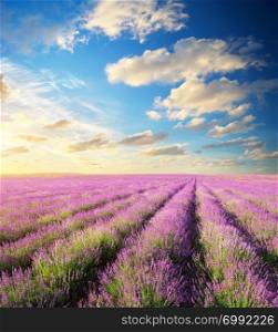 Meadow of lavender. Nature composition.