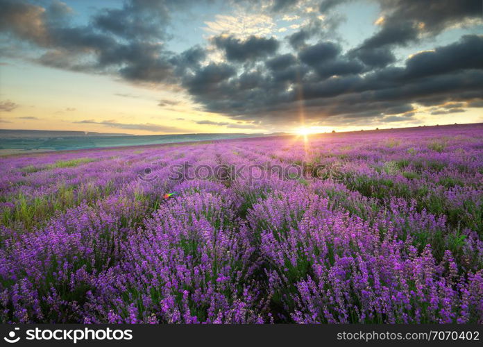 Meadow of lavender. Nature composition.