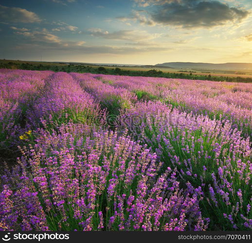 Meadow of lavender. Nature composition.