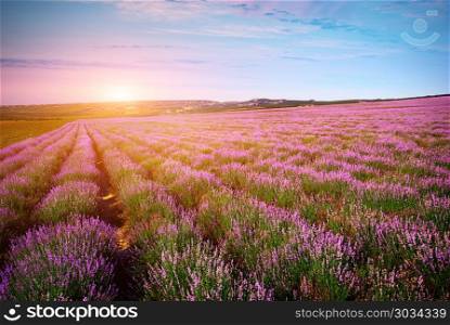 Meadow of lavender. Nature composition.. Meadow of lavender