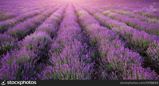 Meadow of lavender texture. Nature composition.