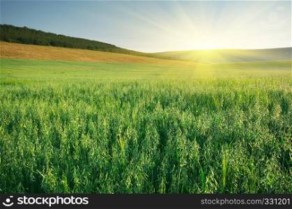 Meadow of oats. Nature composition.