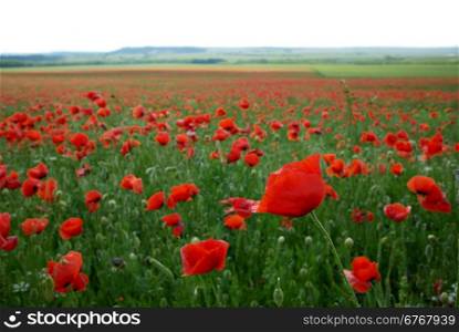 Meadow of poppy. Nature composition.