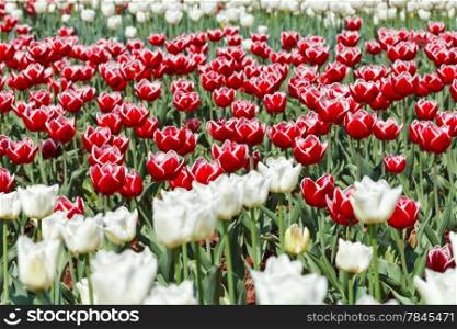 meadow of red and white ornamental tulip flowers