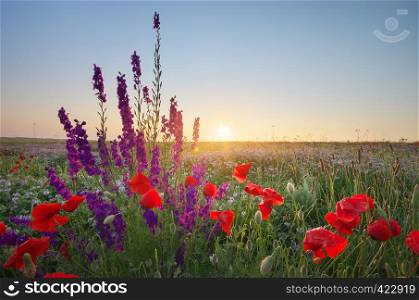 Meadow of spring poppy flowers. Natural landscape.