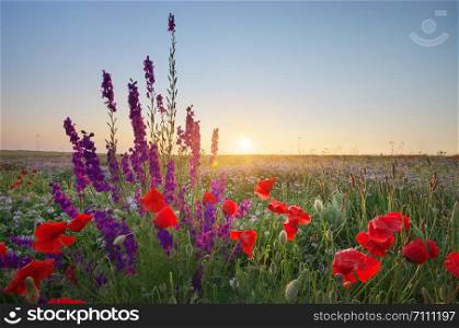 Meadow of spring poppy flowers. Natural landscape.