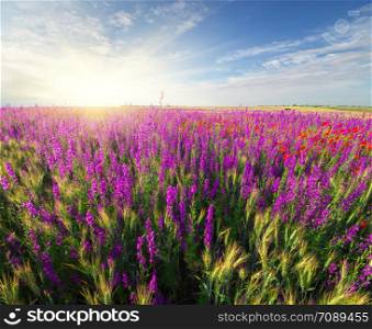 Meadow of spring violet flowers. Nature composition.