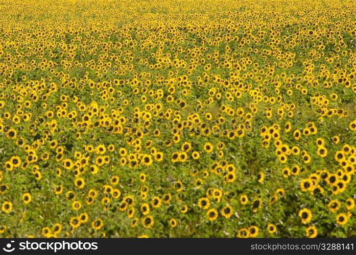 meadow of sunflowers. summer nature closeup