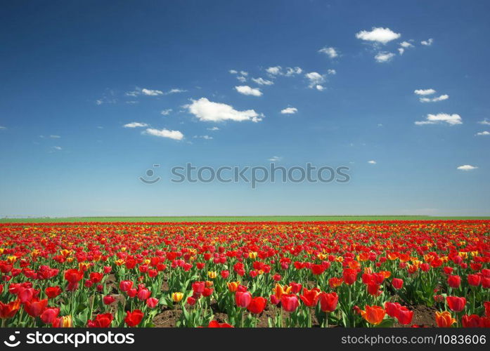 Meadow of tulips. Composition of spring nature.