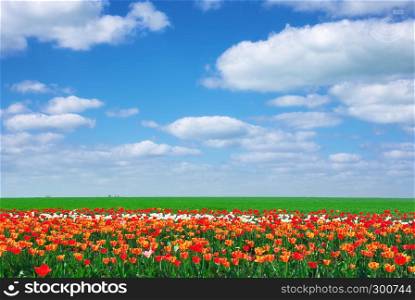 Meadow of tulips. Composition of spring nature.
