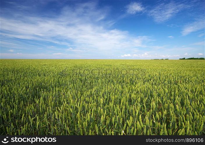 Meadow of wheat and cloudy sky. Nature composition.