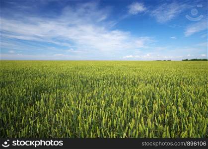 Meadow of wheat and cloudy sky. Nature composition.