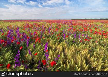 Meadow of wheat and poppies. Nature composition.