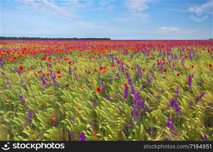 Meadow of wheat and poppy at day. Spring nature composition.