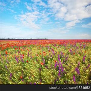 Meadow of wheat and poppy at day. Spring nature lanpscape.