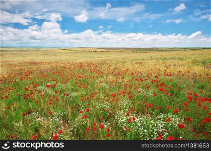 Meadow of wheat and poppy at day. Spring nature lanpscape.