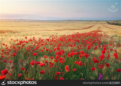 Meadow of wheat and poppy. Nature composition.
