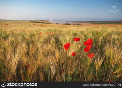 Meadow of wheat and poppy. Nature composition.