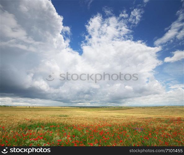 Meadow of wheat and poppyes. Nature composition.