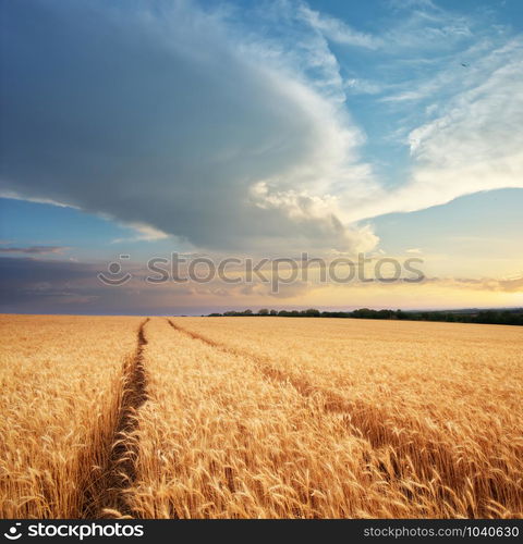 Meadow of wheat. Nature composition.