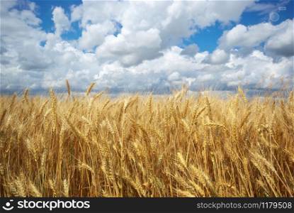 Meadow of wheat. Nature composition.