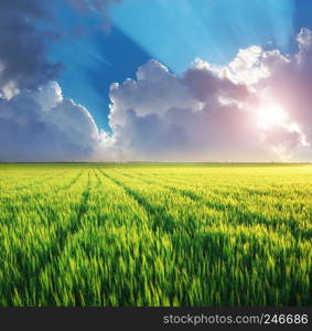 Meadow of wheat. Nature composition.