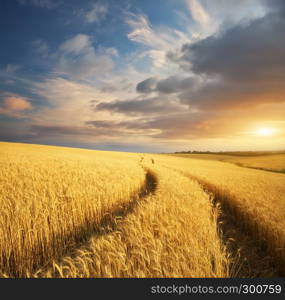 Meadow of wheat. Nature composition.