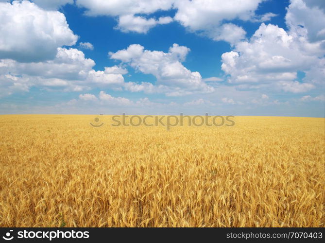 Meadow of wheat. Nature composition.