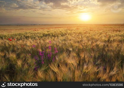 Meadow of wheat on sundown. Nature composition.