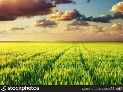 Meadow of wheat on sunset
