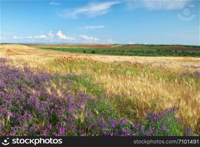 Meadow of wheat panorama and wild flowers. Nature composition.