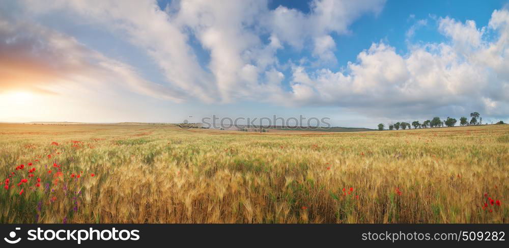 Meadow of wheat penorama. Nature composition.