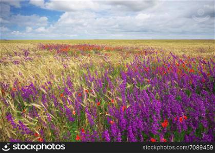 Meadow of wheat spring flowers. Nature composition.