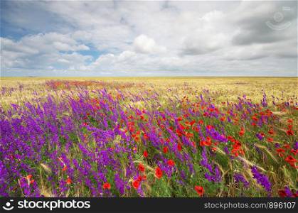 Meadow of wheat spring flowers. Nature composition.
