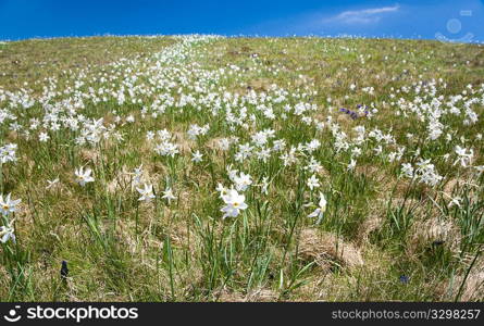 Meadow of white mountain flowers, sunny day.