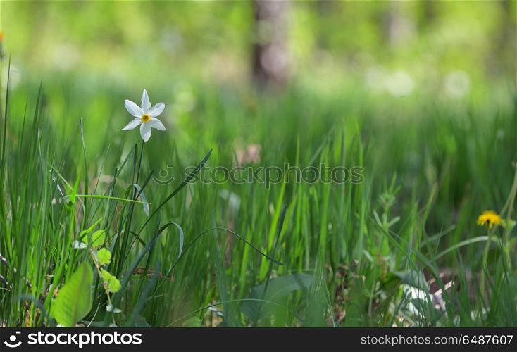 Meadow of wild daffodils on field. Meadow of wild daffodils
