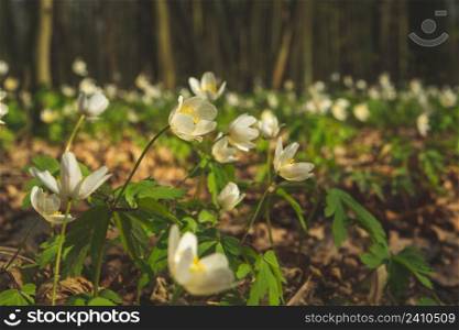 Meadow of wood anemone flowers in the forest, spring view