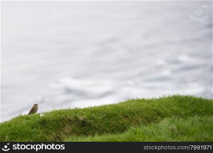 Meadow pipit, Anthus pratensis with food on grass on the Faroe Islands