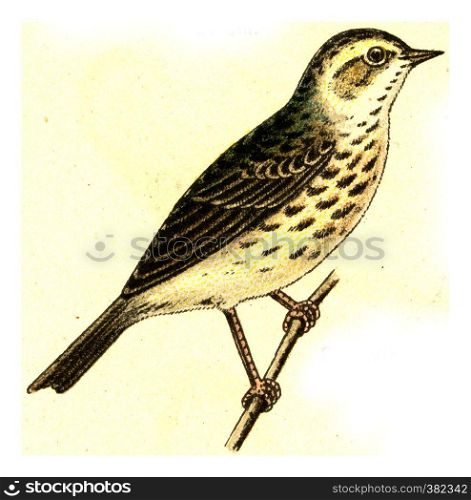 Meadow pipit, vintage engraved illustration. From Deutch Birds of Europe Atlas.
